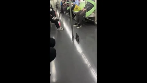 China: Squirrel runs through Beijing subway train in China Stock Footage 341548267