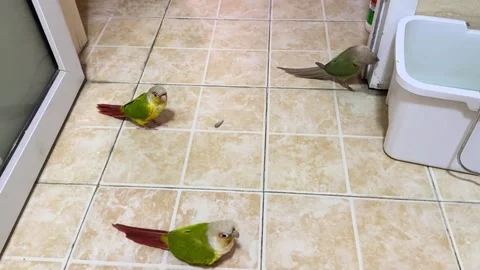 China: Three parrots create knocking sound while pecking door frame in An... 스톡 동영상 336936363