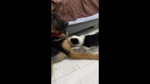 China: Tiny border collie bullies giant German shepherd in China Video stock 320626694