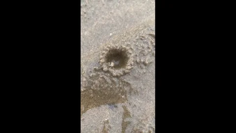 China: Tiny sand crab builds a burrow on the beach in Hunan, China Video stock 343607813