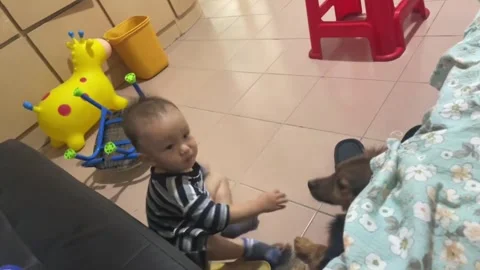 China: Toddler gets startled after playful dog pulls paw away in Jiangsu,... Stockbeeldmateriaal 344299059