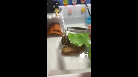 China: Turtle's Amusingly Swims Upright in Tank Stock Footage 276529055