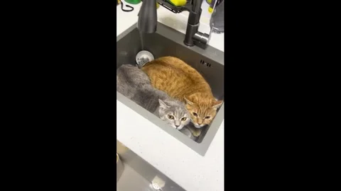 China: Two cats hide and relax in sink in Beijing, China Stock Footage 333660314