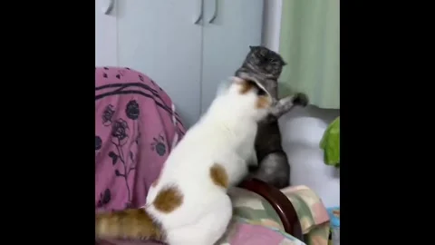 China: Two cats slap each other in funny showdown in Liaoning, China Stock Footage 330521085