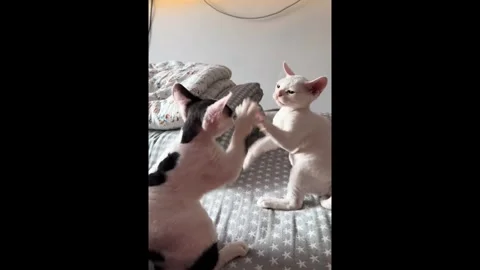 China: Two Devon Rex cats engage in a playful scuffle in Liaoning, China Vidéo 320729248