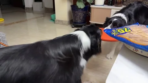 China: Two dogs engage in spirited frisbee tug-of-war in Jilin, China Stock Footage 337547890