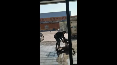 China: Two men and two dogs battle it out in China Video stock 320610007