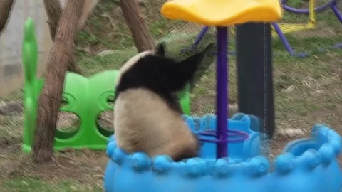 China: Two pairs of panda twins make public debut in Xi'an Stock Footage 330180396