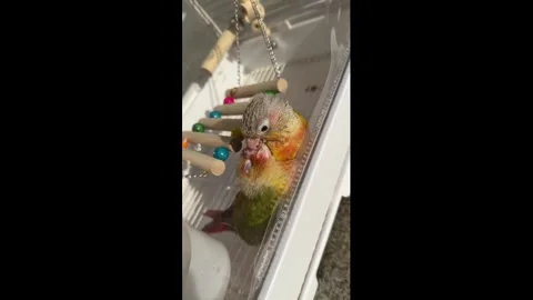 China: Two parrots lie down and cuddle like lovers in China 库存影片 323896387
