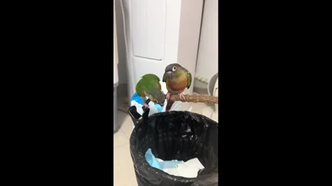 China: Two parrots playfully push each other off perch in Fujian, China Video stock 336913394