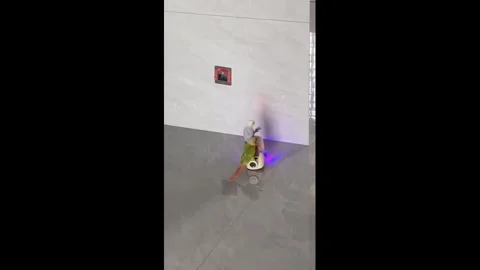 China: Two parrots ride moving motorcycle toy as it performs wheelies in ... 库存影片 343906200