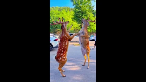China: Two Sika deer spar while standing on hind legs in Liaoning, China Stock Footage 344438647