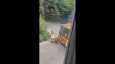 China: Two tigers block a bus at Dalian Forest Zoo in Liaoning, China Stock Footage 340144412