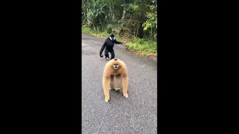China: Two white-cheeked gibbons give playful chase along road in Yunnan,... Stock Footage 343852110