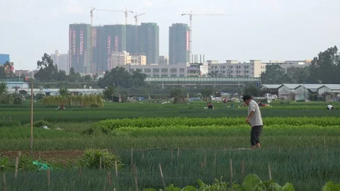 China urbanization - farmer in fields and construction sites Shenzhen Video stock 85908669