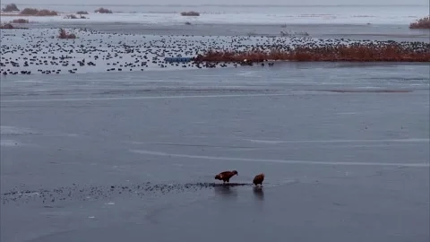 China: White-tailed eagles spotted for first time in Xinjiang's wetlands Stock Footage 328419275