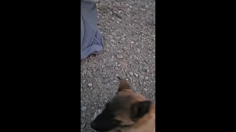 China: Wolf calmly eats from dog bowl by roadside in China Stock Footage 328782778