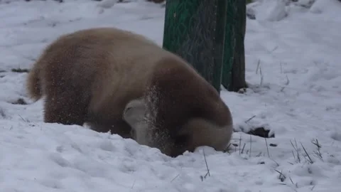 China: World's only captive brown giant panda enjoys snowy fun Video stock 325617756