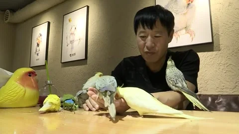 China: Worth repeating: parrots capture zeitgeist in China Stockbeeldmateriaal 323278656