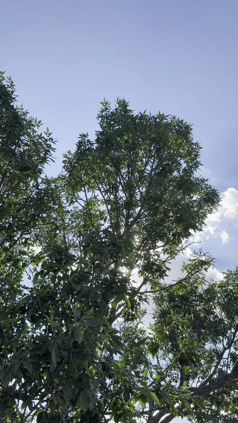 Chinaberry or Shade Tree Canopy Moving in Breeze Vídeo Stock 345923055