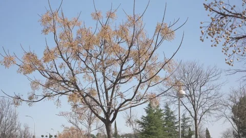 Chinaberry tree swaying in the wind during winter season Stock Footage 329934960