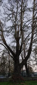 Chinar tree with branches  스톡 사진
