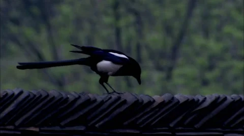 China's magpie Video stock 58367454