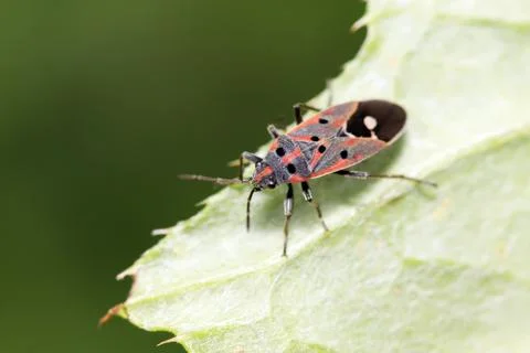 Chinch bug on plant Stock Photos