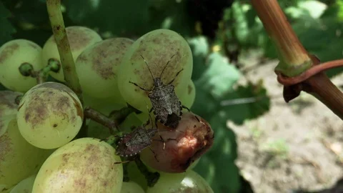 Chinch Bugs on the grape closeup Stock Footage 93840883