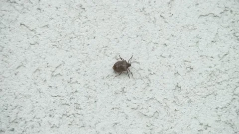 Chinch Bugs in the human environment. Stock Footage 140937944