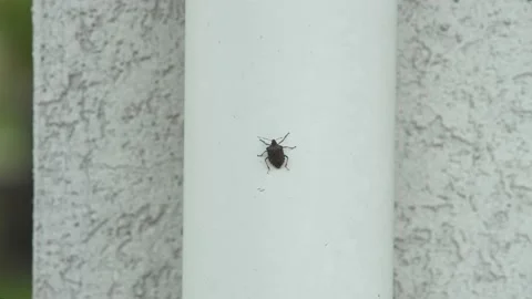 Chinch Bugs in the human environment. Stock Footage 140938017