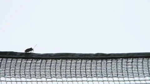 Chinch Bugs in the human environment. Stock Footage 140938217