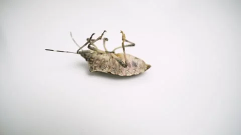 Chinch Lies on Its Back Stock Footage 249891267