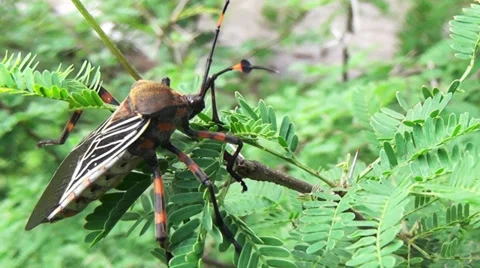 Chinch staying on the vegetation Stock Footage 39379451