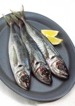 CHINCHARD Stock Photos