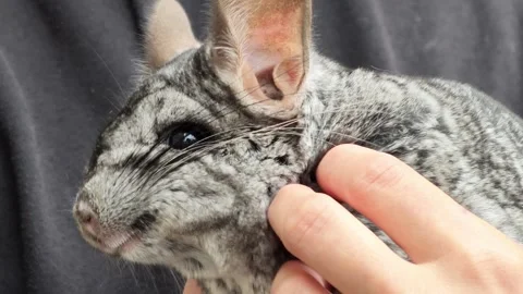 A chinchilla being held and petted by a person in a calm and gentle indoor Video stock 343515391