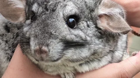 A chinchilla being held and petted by a person in a calm and gentle indoor Vidéo 343515450