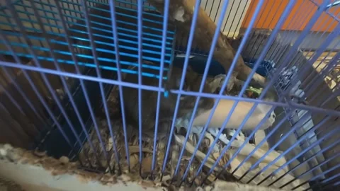 Chinchilla is building something in his cage chinchilla is chewing paper Stock Footage 202102932