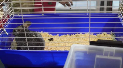 Chinchilla cage Stock Footage 56999360