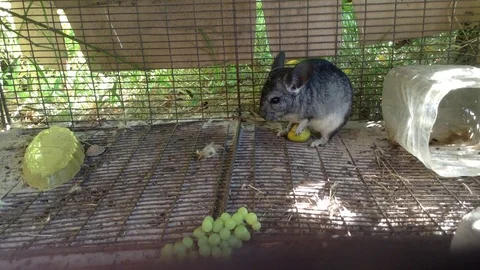 Chinchilla in a cage with grapes eats . Close up Stock Footage 73678833