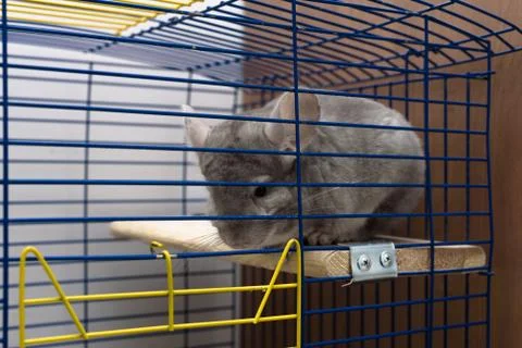 Chinchilla in cage Foto stock