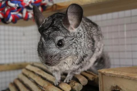 Chinchilla in cage Stock Photos