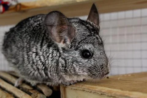 Chinchilla in cage Stock Photos