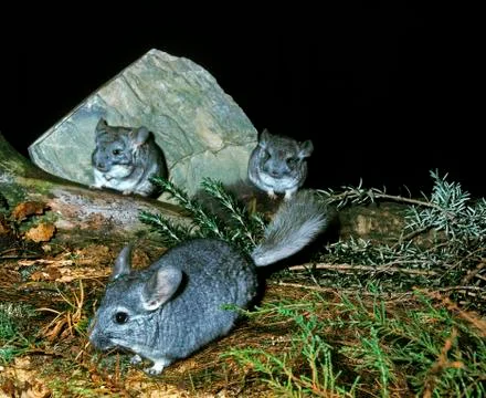 CHINCHILLA chinchilla laniger Stock Photos