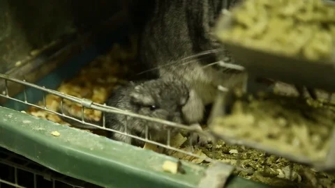Chinchilla cleans its offspring 스톡 동영상 74911035