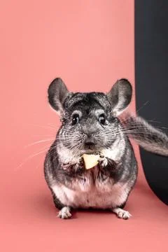 Chinchilla close-up Foto stock