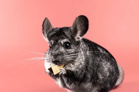 Chinchilla close-up Stock Photos