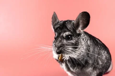 Chinchilla close-up Stock Photos