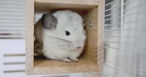 Chinchilla cute pet fur white hair Stock Video Pond5