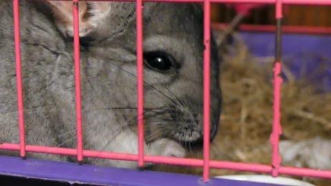 Chinchilla eating close up cage Stock Footage 86406748
